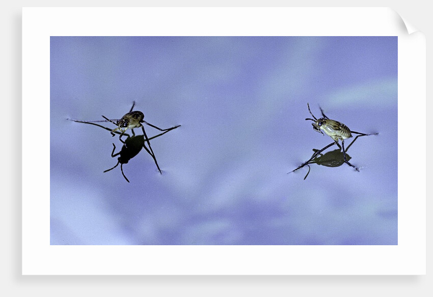 Gerris lacustris (common pond skater) - young larvae by Anonymous