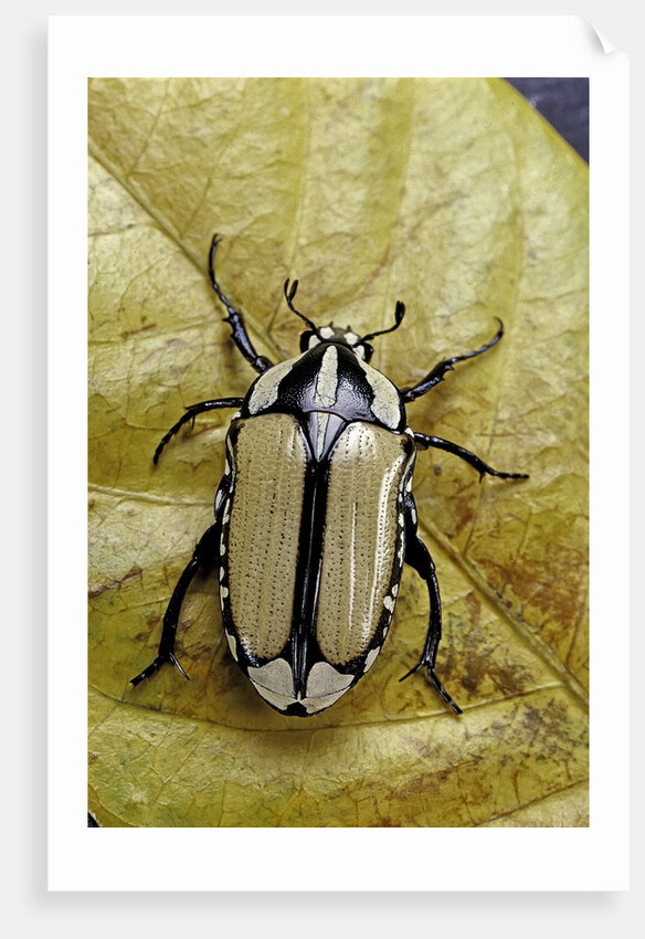 Gnathocera bilineata (flower beetle) by Anonymous