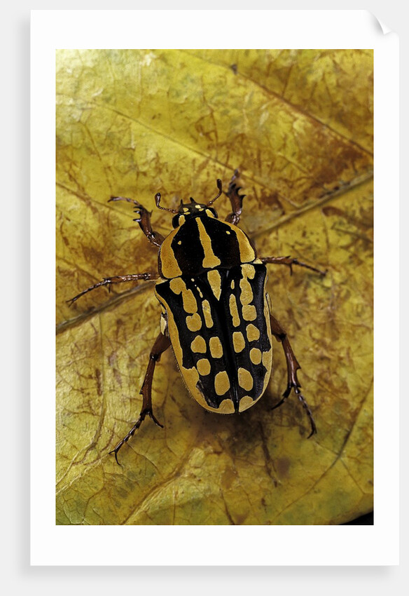 Gnathocera impressa (flower beetle) by Anonymous