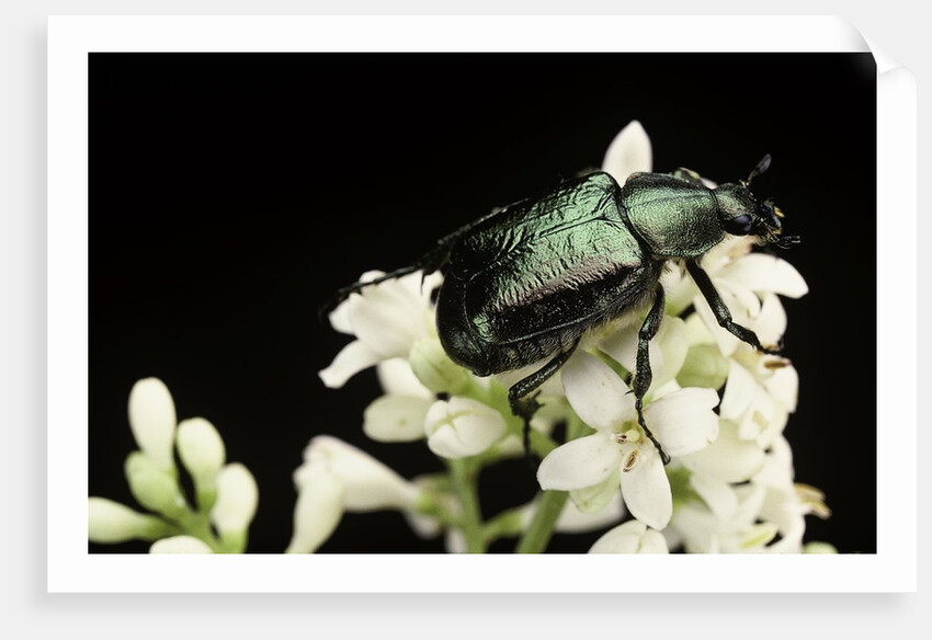Gnorimus nobilis (noble chafer) by Anonymous