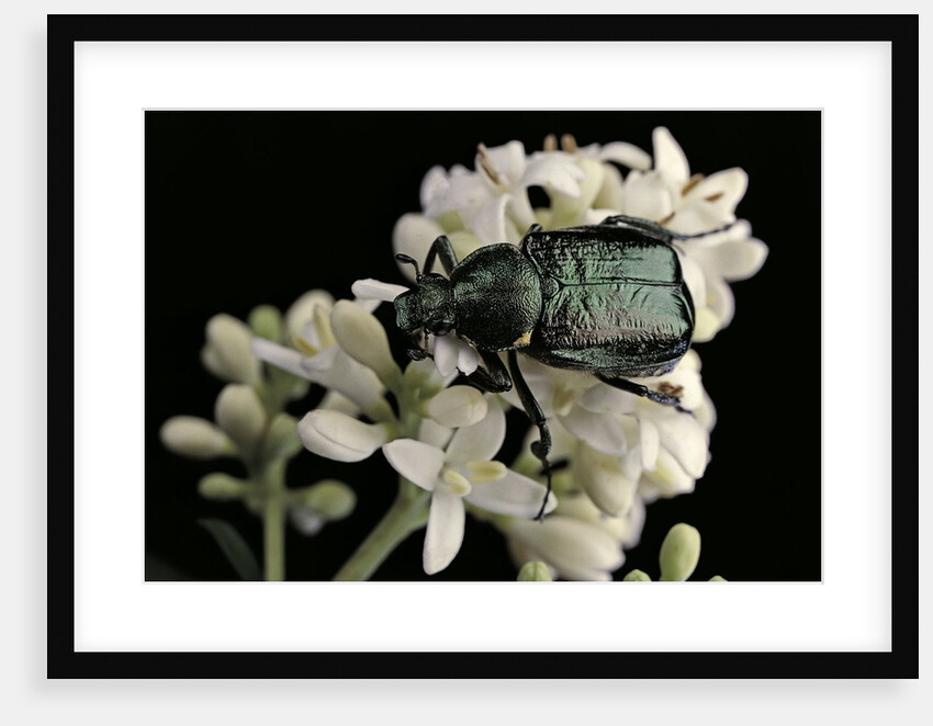 Gnorimus nobilis (noble chafer) by Anonymous