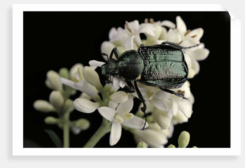 Gnorimus nobilis (noble chafer) by Anonymous