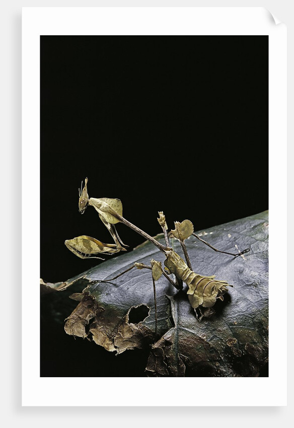 Gongylus gongylodes (wandering violin mantis) by Anonymous
