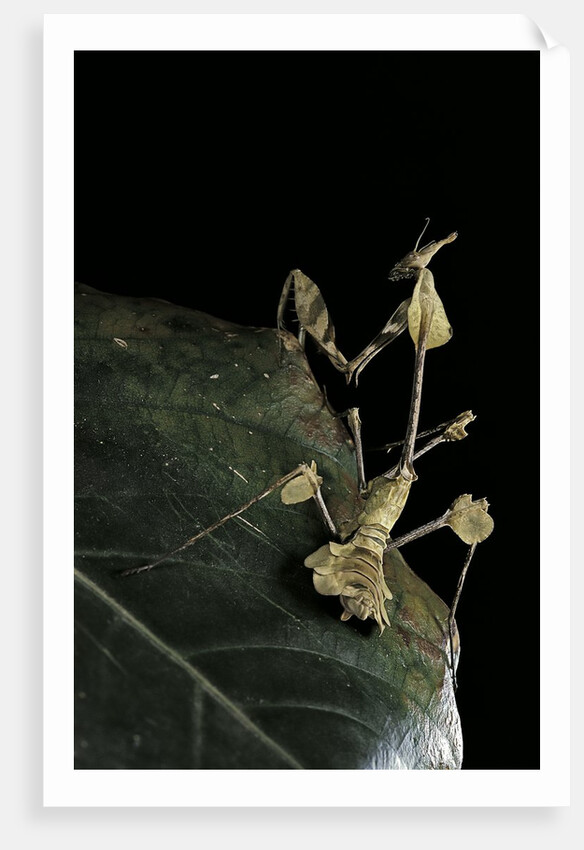Gongylus gongylodes (wandering violin mantis) by Anonymous
