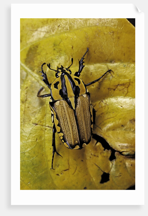 Gnathocera triviattata triviattata (flower beetle) by Anonymous