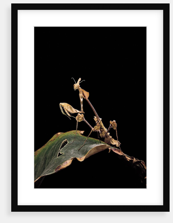 Gongylus gongylodes (wandering violin mantis) by Anonymous