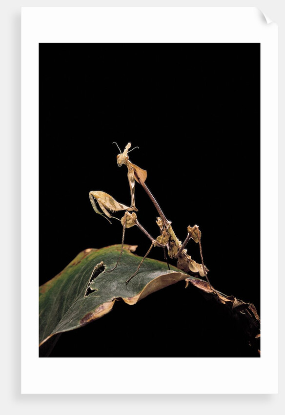 Gongylus gongylodes (wandering violin mantis) by Anonymous