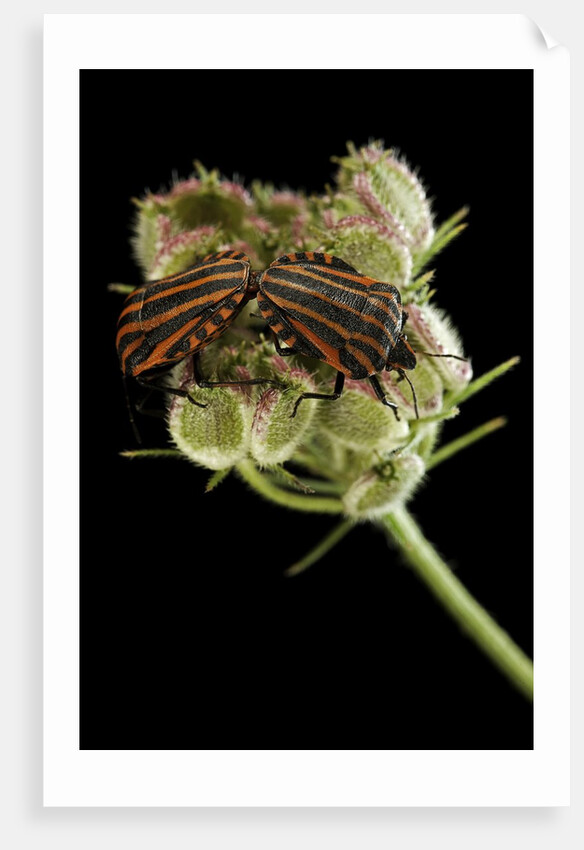 Graphosoma lineatum (striped shield bug ) - mating by Anonymous