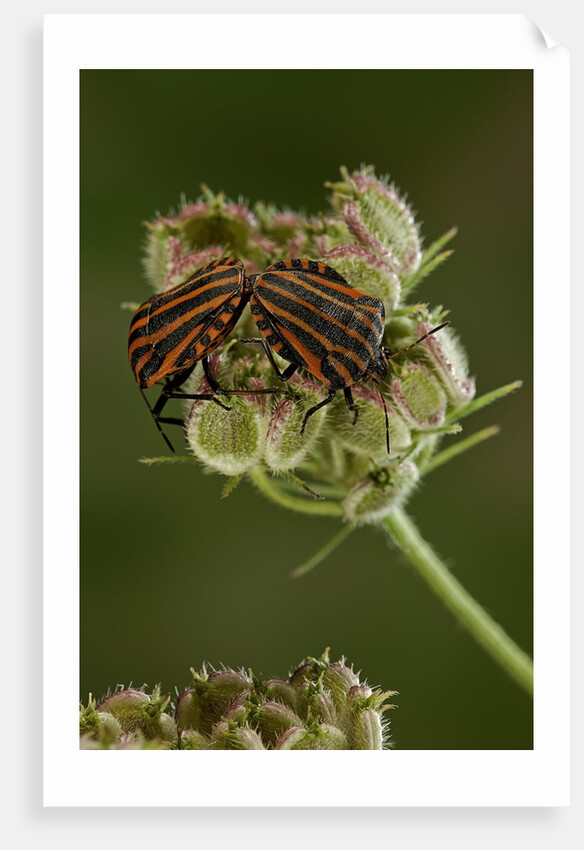 Graphosoma lineatum (striped shield bug ) - mating by Anonymous