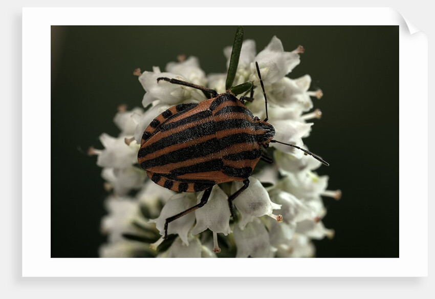 Graphosoma lineatum (striped shield bug ) by Anonymous