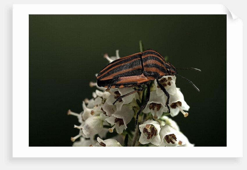 Graphosoma lineatum (striped shield bug ) by Anonymous