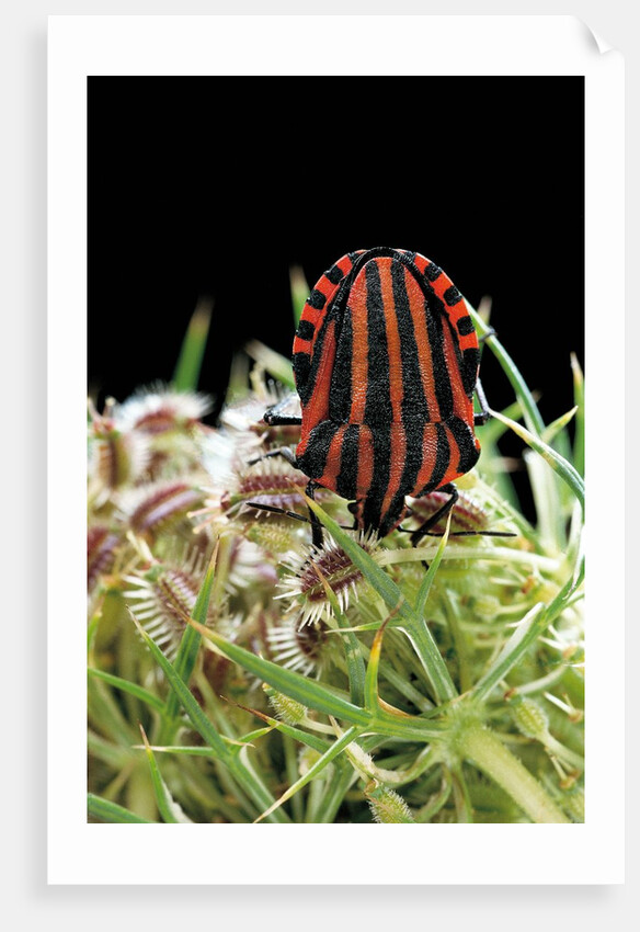 Graphosoma lineatum (striped shield bug ) by Anonymous