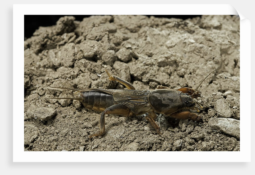Gryllotalpa gryllotalpa (European mole cricket) by Anonymous