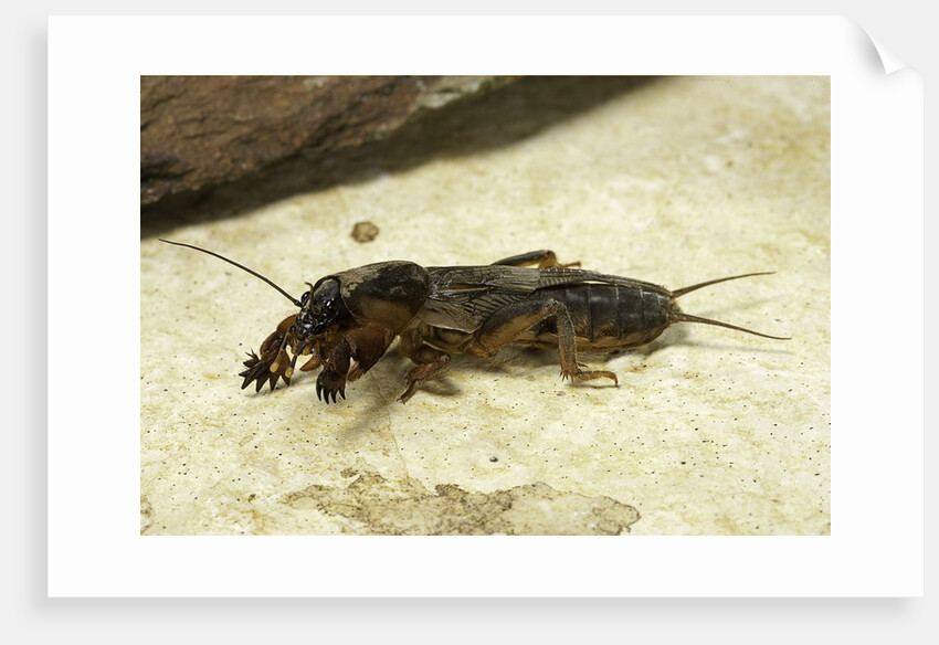 Gryllotalpa gryllotalpa (European mole cricket) by Anonymous