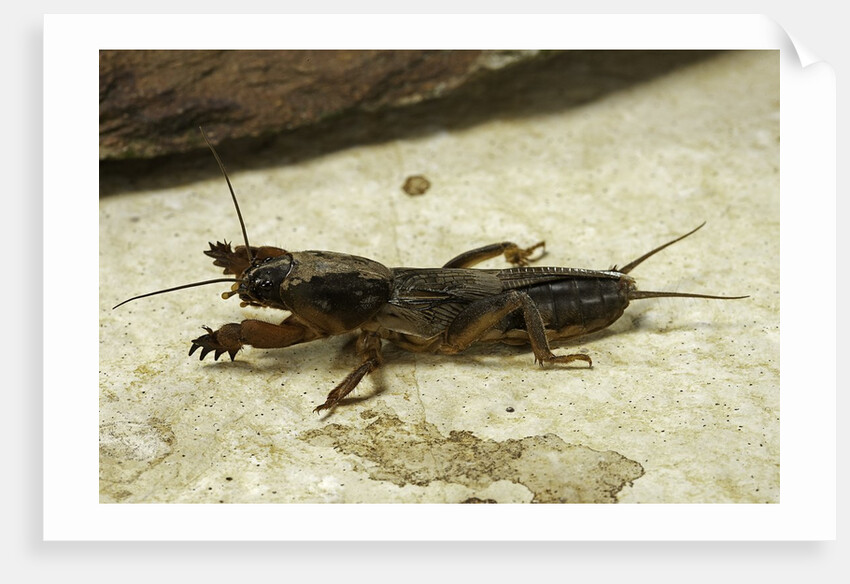 Gryllotalpa gryllotalpa (European mole cricket) by Anonymous