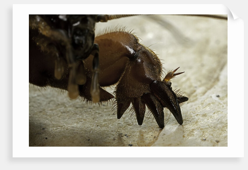 Gryllotalpa gryllotalpa (European mole cricket) - foreleg by Anonymous