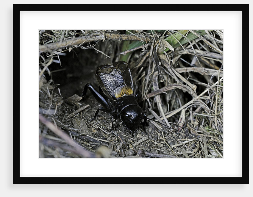 Gryllus campestris (field cricket) - male singing in front of its burrow by Anonymous