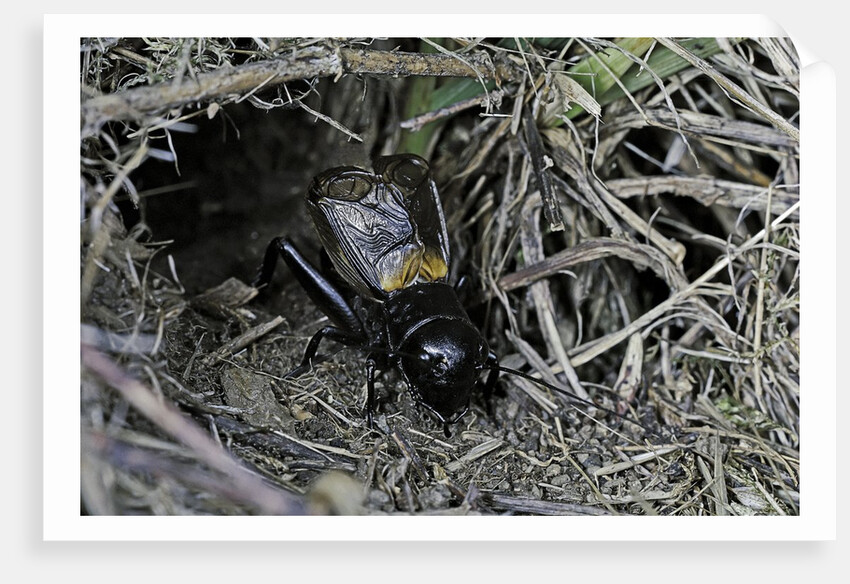 Gryllus campestris (field cricket) - male singing in front of its burrow by Anonymous
