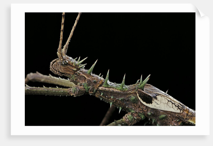Haaniella grayii (stick insect) - portrait by Anonymous