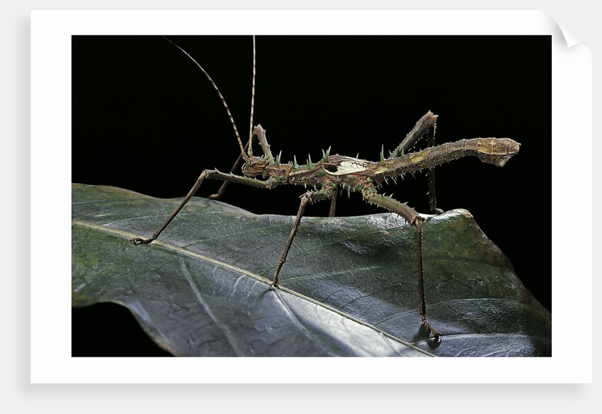 Haaniella grayii (stick insect) by Anonymous
