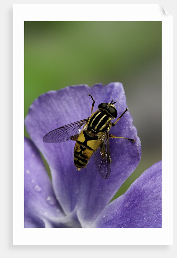 Helophilus pendulus (hoverfly, sun fly) by Anonymous