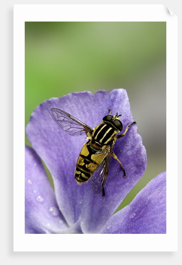 Helophilus pendulus (hoverfly, sun fly) by Anonymous