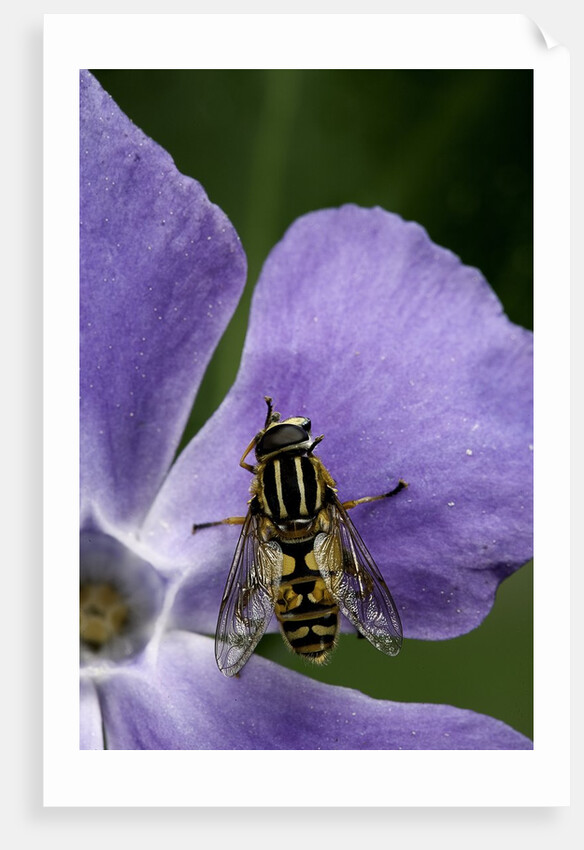 Helophilus pendulus (hoverfly, sun fly) - cleaning itself by Anonymous