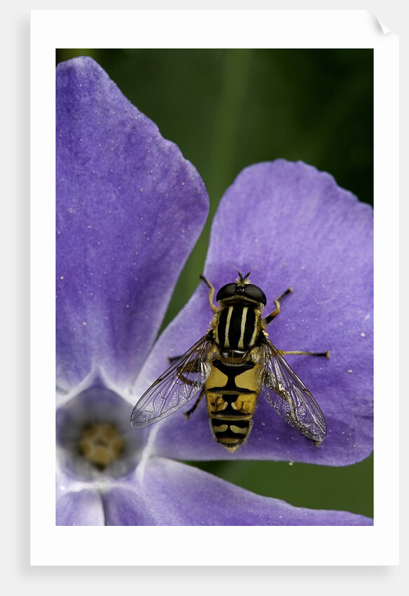 Helophilus pendulus (hoverfly, sun fly) by Anonymous