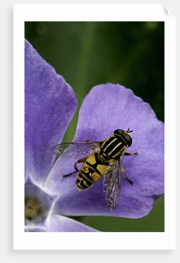 Helophilus pendulus (hoverfly, sun fly) by Anonymous