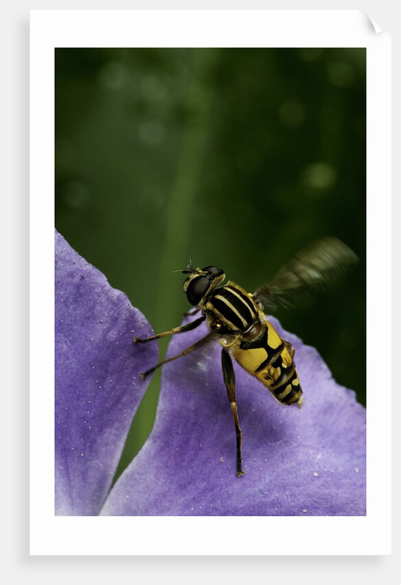 Helophilus pendulus (hoverfly, sun fly) - flying away by Anonymous