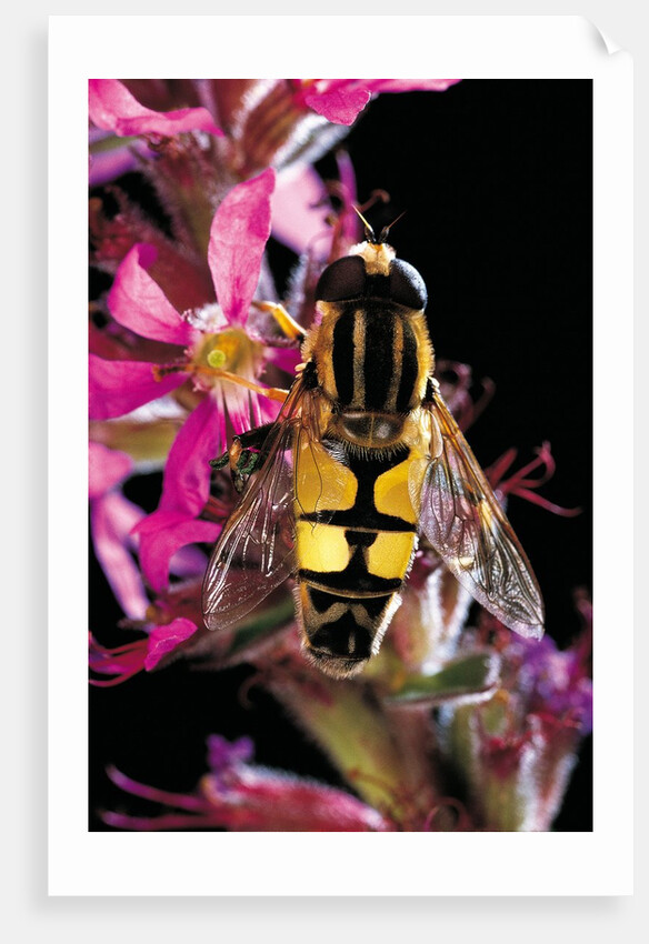 Helophilus pendulus (hoverfly, sun fly) by Anonymous