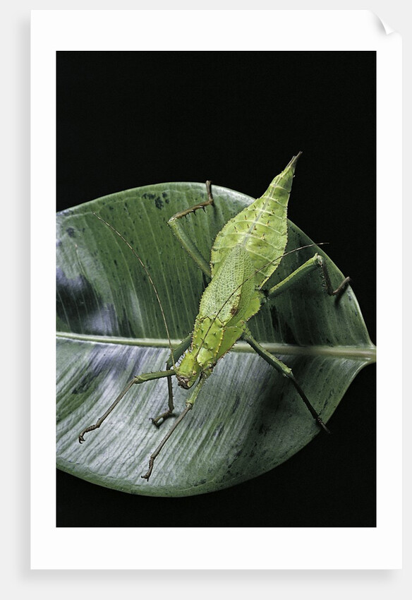 Heteropteryx dilatata (jungle nymph, Malaysian stick insect) by Anonymous