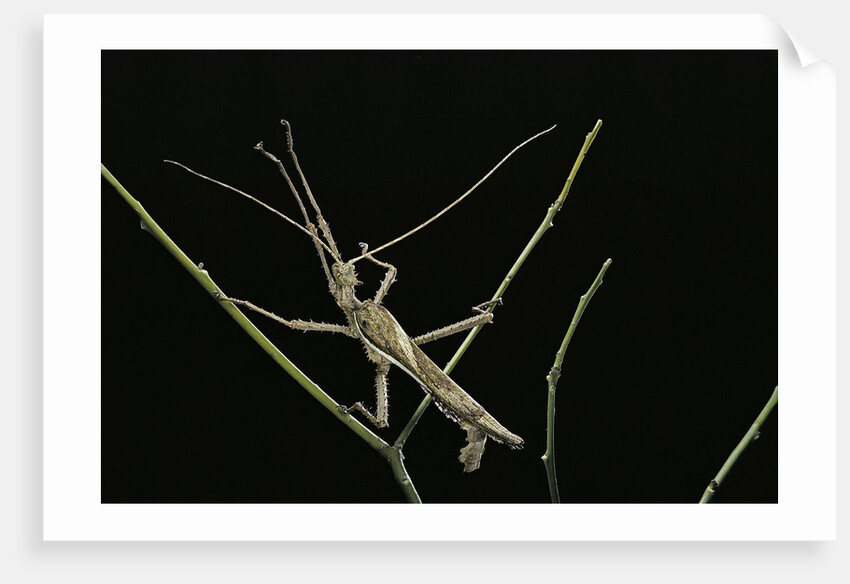 Heteropteryx dilatata (jungle nymph, Malaysian stick insect) - male by Anonymous