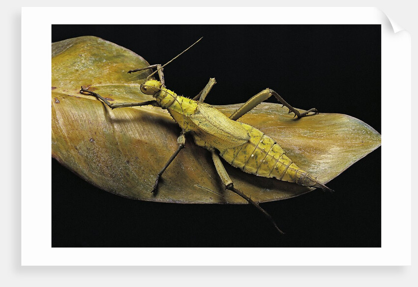 Heteropteryx dilatata (jungle nymph, Malaysian stick insect) by Anonymous