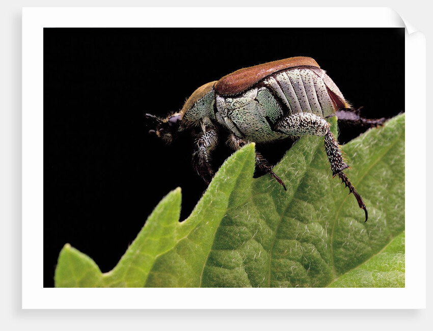Hoplia coerulea (scarabaeid beetle) - female by Anonymous