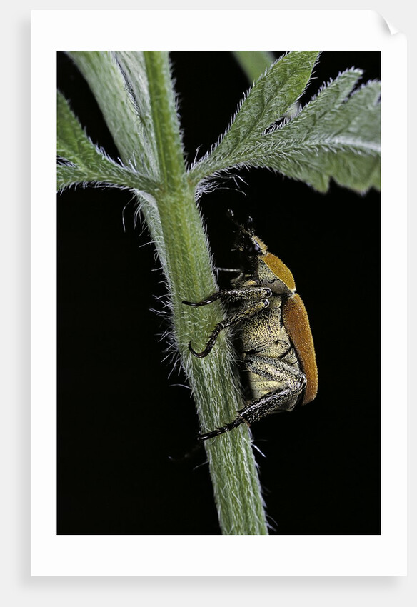 Hoplia argentea (scarabaeid beetle) by Anonymous