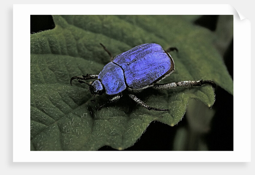 Hoplia coerulea (scarabaeid beetle) - male by Anonymous