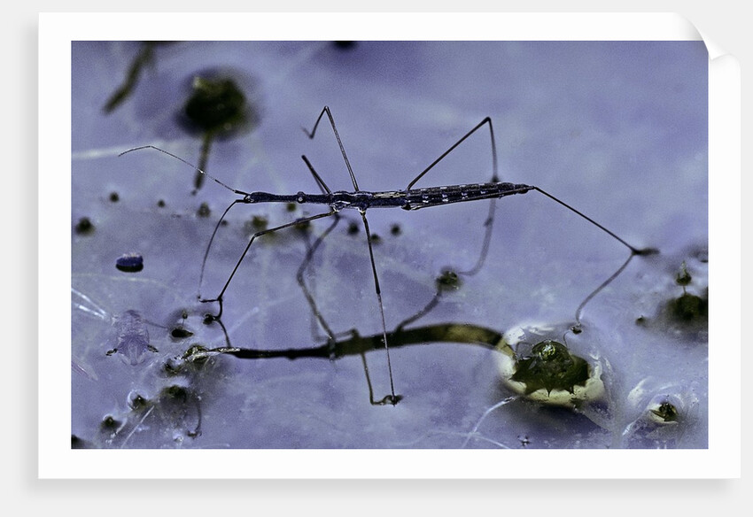 Hydrometra stagnorum (aquatic bug) by Anonymous