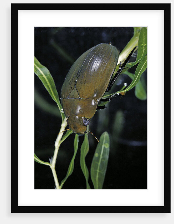 Hydrophilus piceus (great silver water beetle) by Anonymous