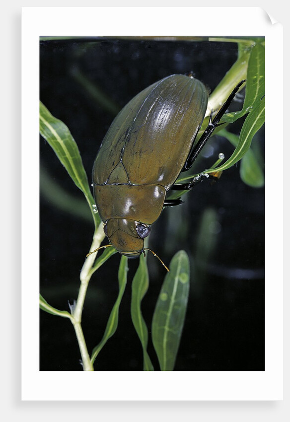 Hydrophilus piceus (great silver water beetle) by Anonymous