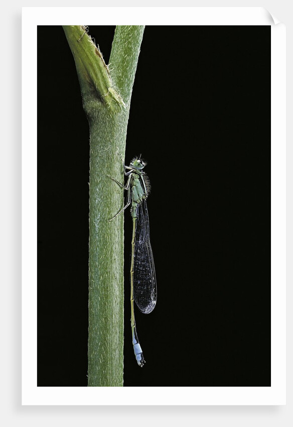 Ischnura elegans (blue-tailed damselfly) by Anonymous