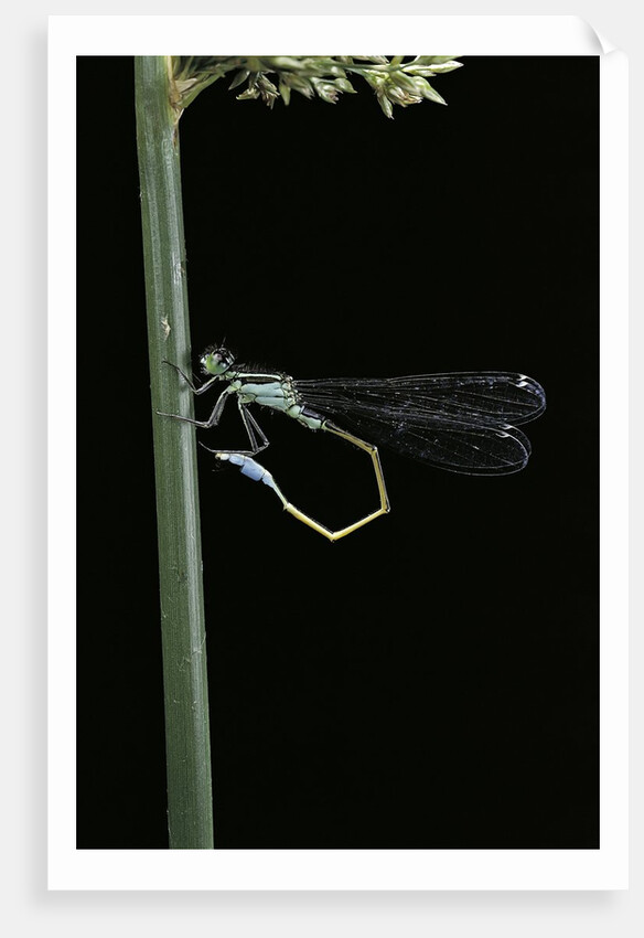 Ischnura elegans (blue-tailed damselfly) by Anonymous