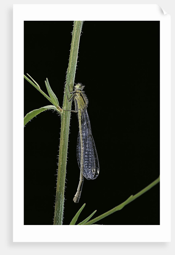 Ischnura elegans (blue-tailed damselfly) by Anonymous