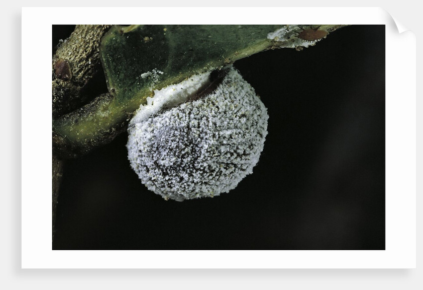 Kermes vermilio (kermes berry) - female by Anonymous