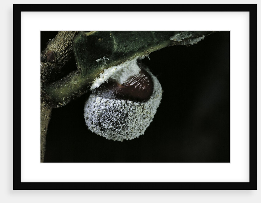 Kermes vermilio (kermes berry) - female by Anonymous