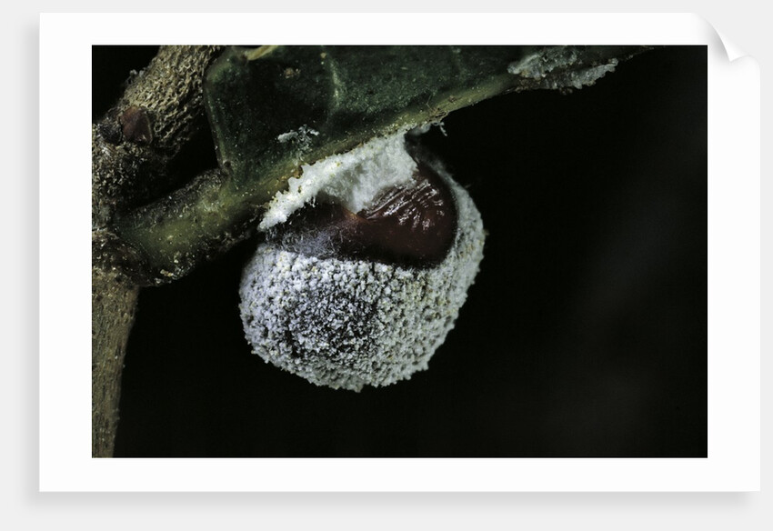 Kermes vermilio (kermes berry) - female by Anonymous