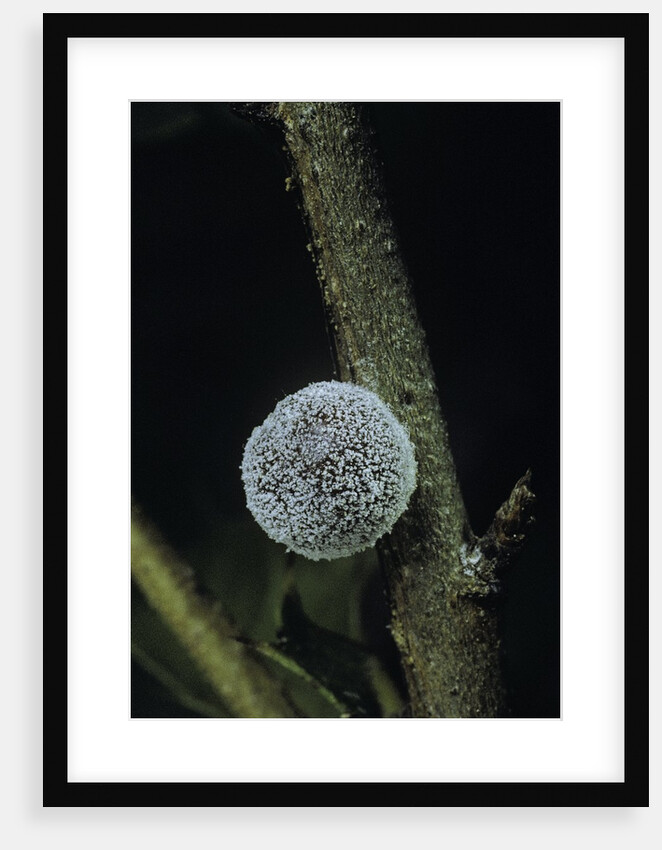 Kermes vermilio (kermes berry) - female by Anonymous