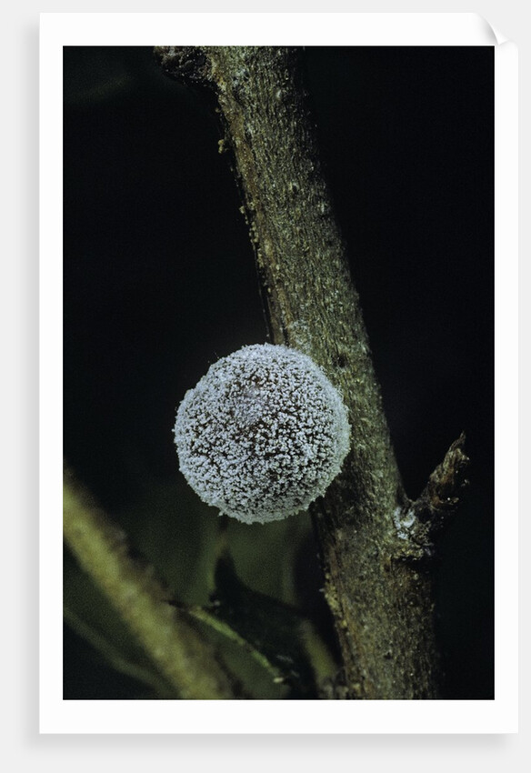 Kermes vermilio (kermes berry) - female by Anonymous