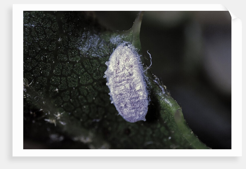Kermes vermilio (kermes berry) - male cocoon by Anonymous