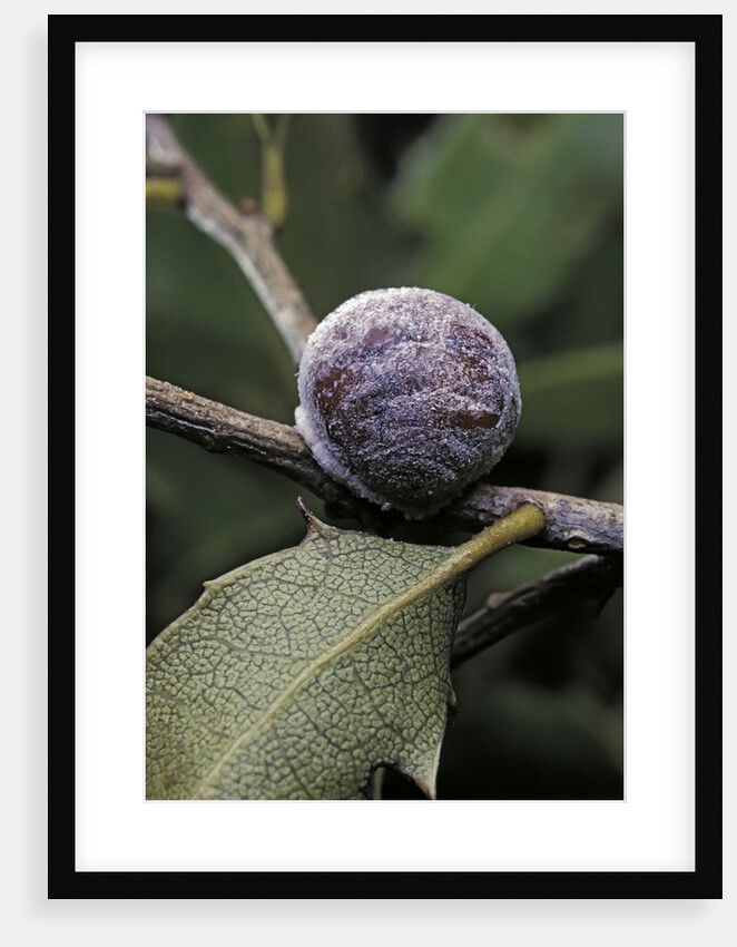 Kermes vermilio (kermes berry) - female by Anonymous
